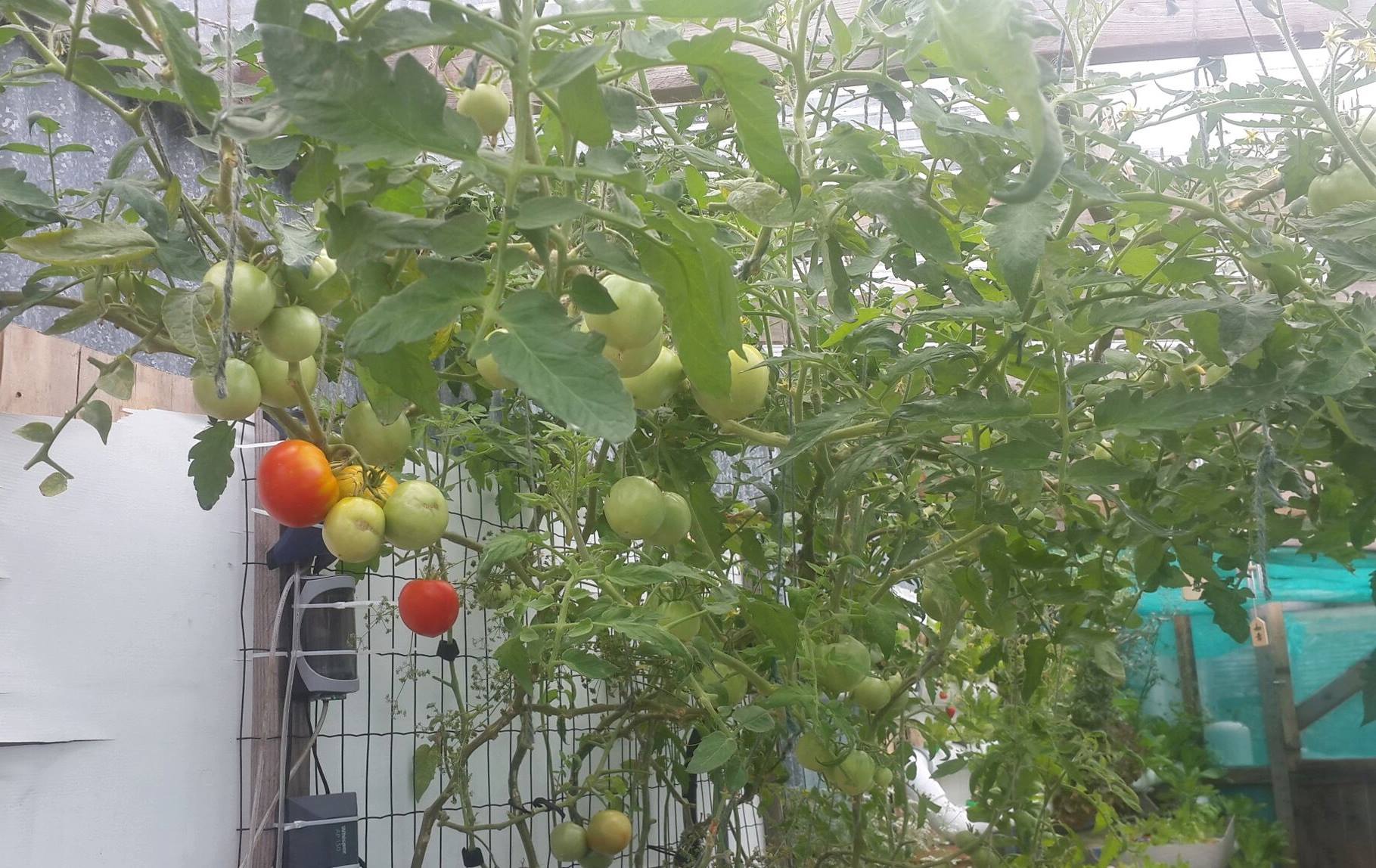 Our Tomato Tree!!!