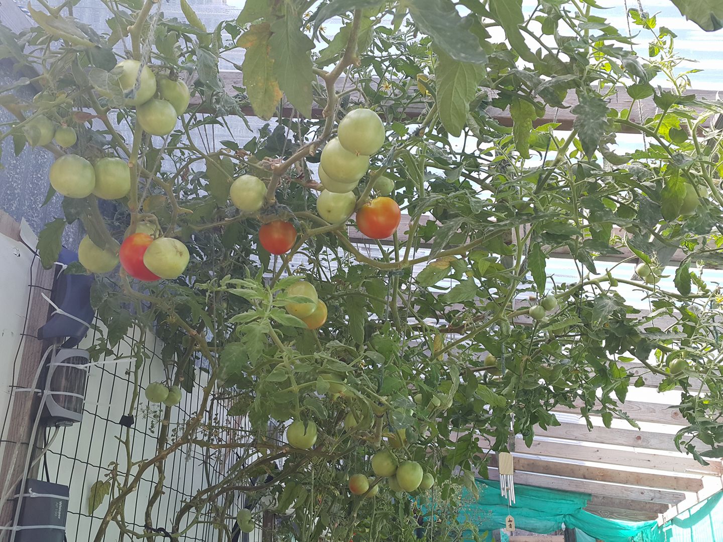 Our Tomato Tree!!!