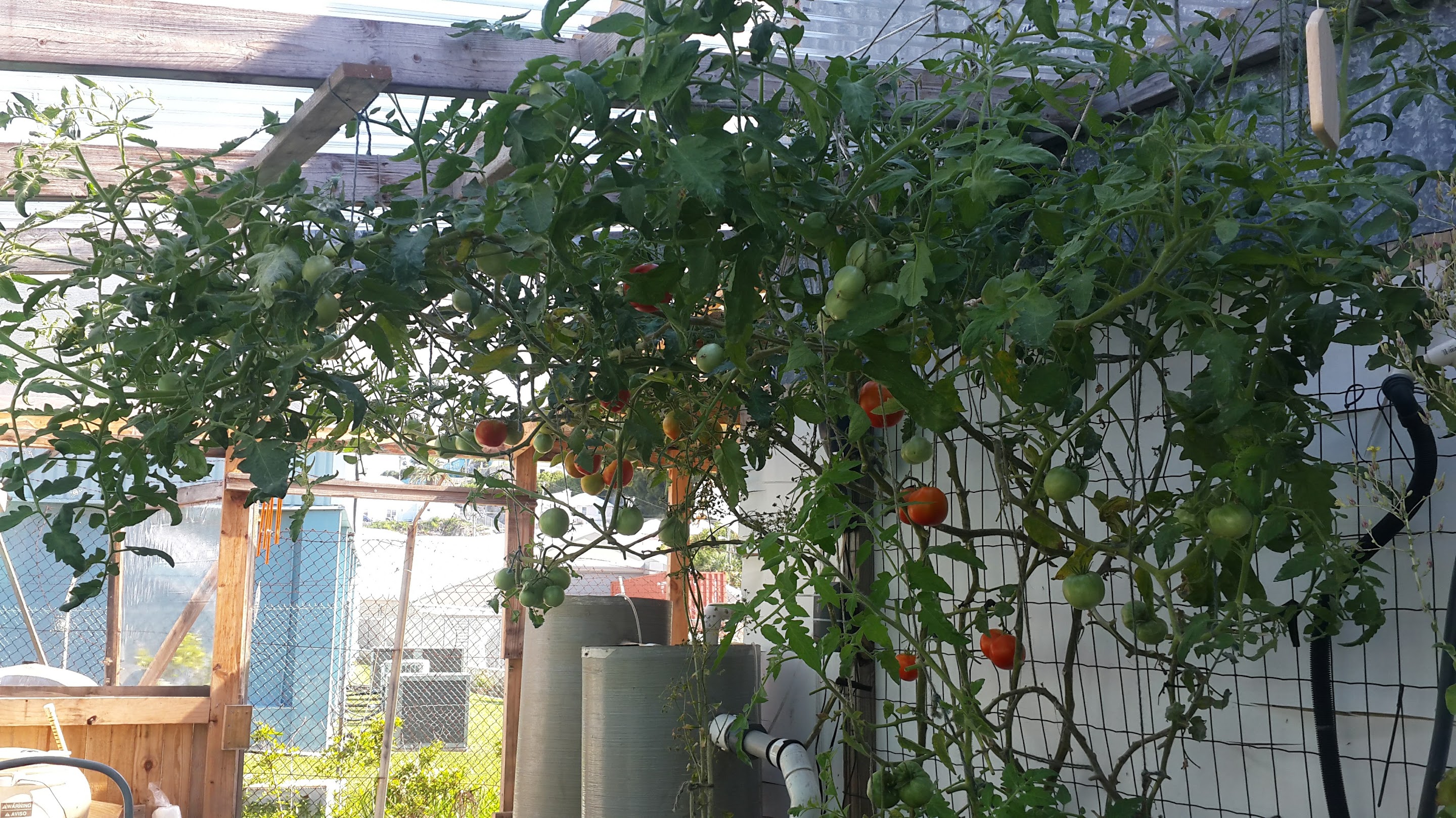 Our Tomato Tree!!!