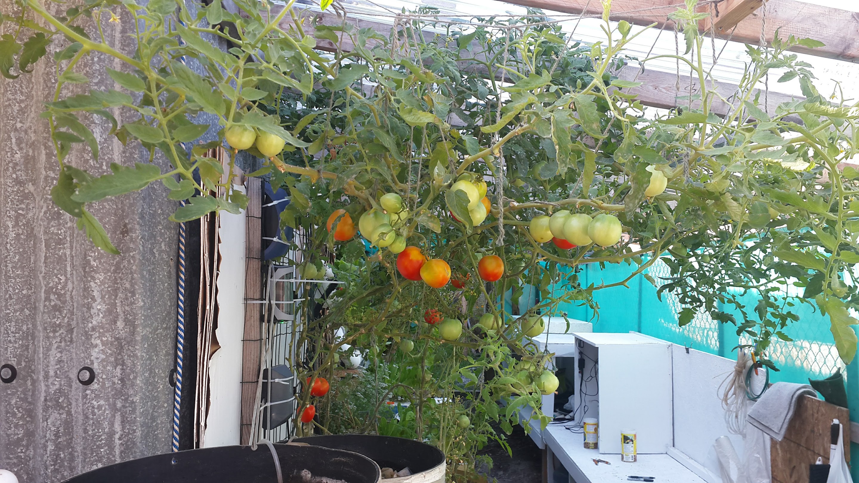 Our Tomato Tree!!!