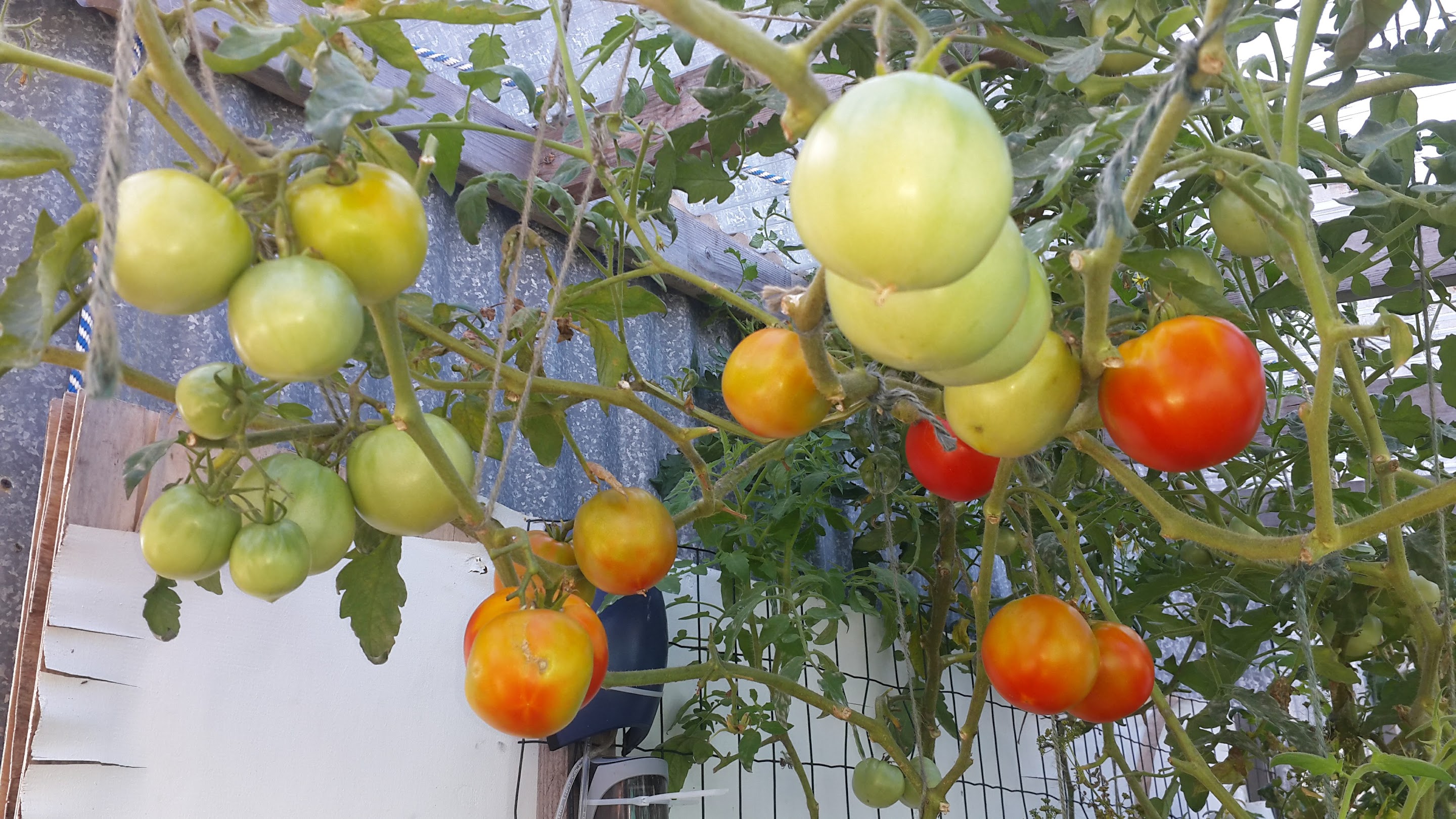 Our Tomato Tree!!!