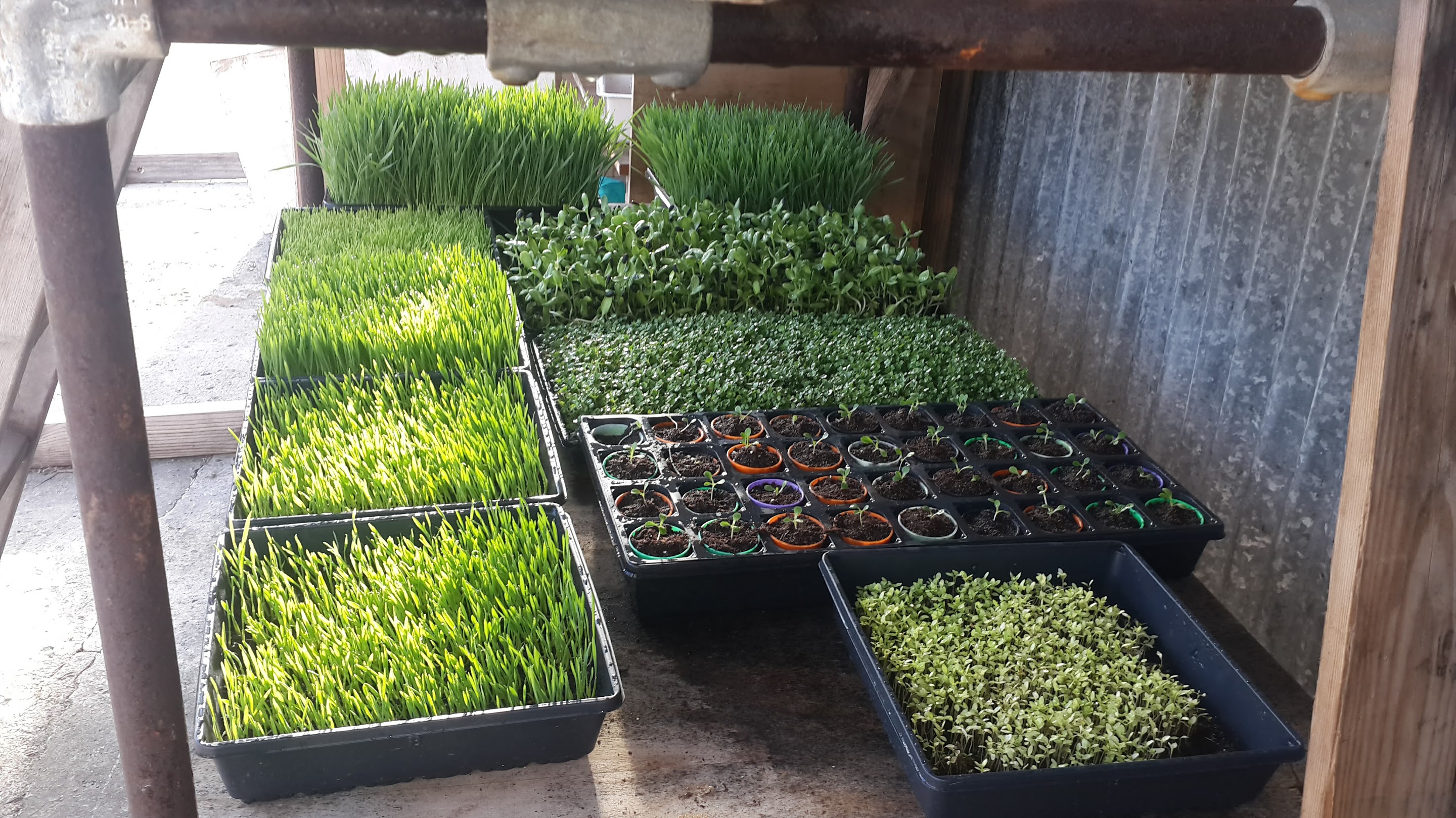 Our Super food! Wheat grass and Microgreen