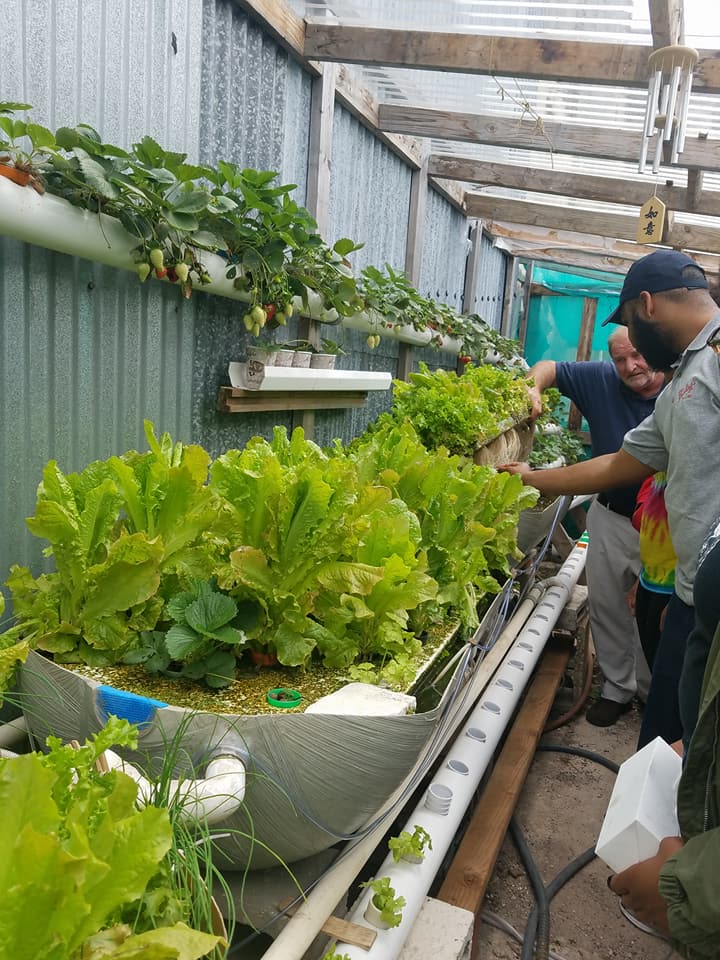 Checking out the root system