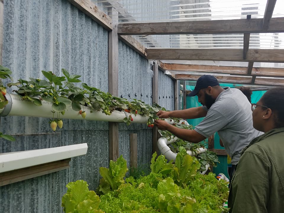 Bemuda College students sampling the strawberries !