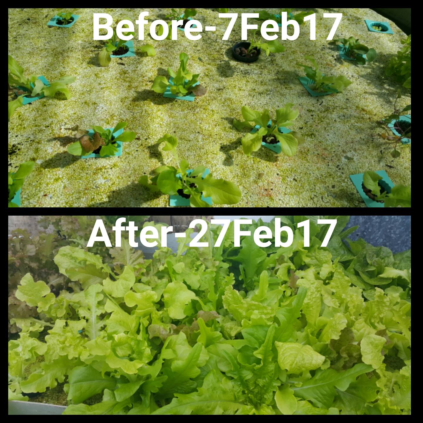 Before and After ... Just 30 days of Growing!