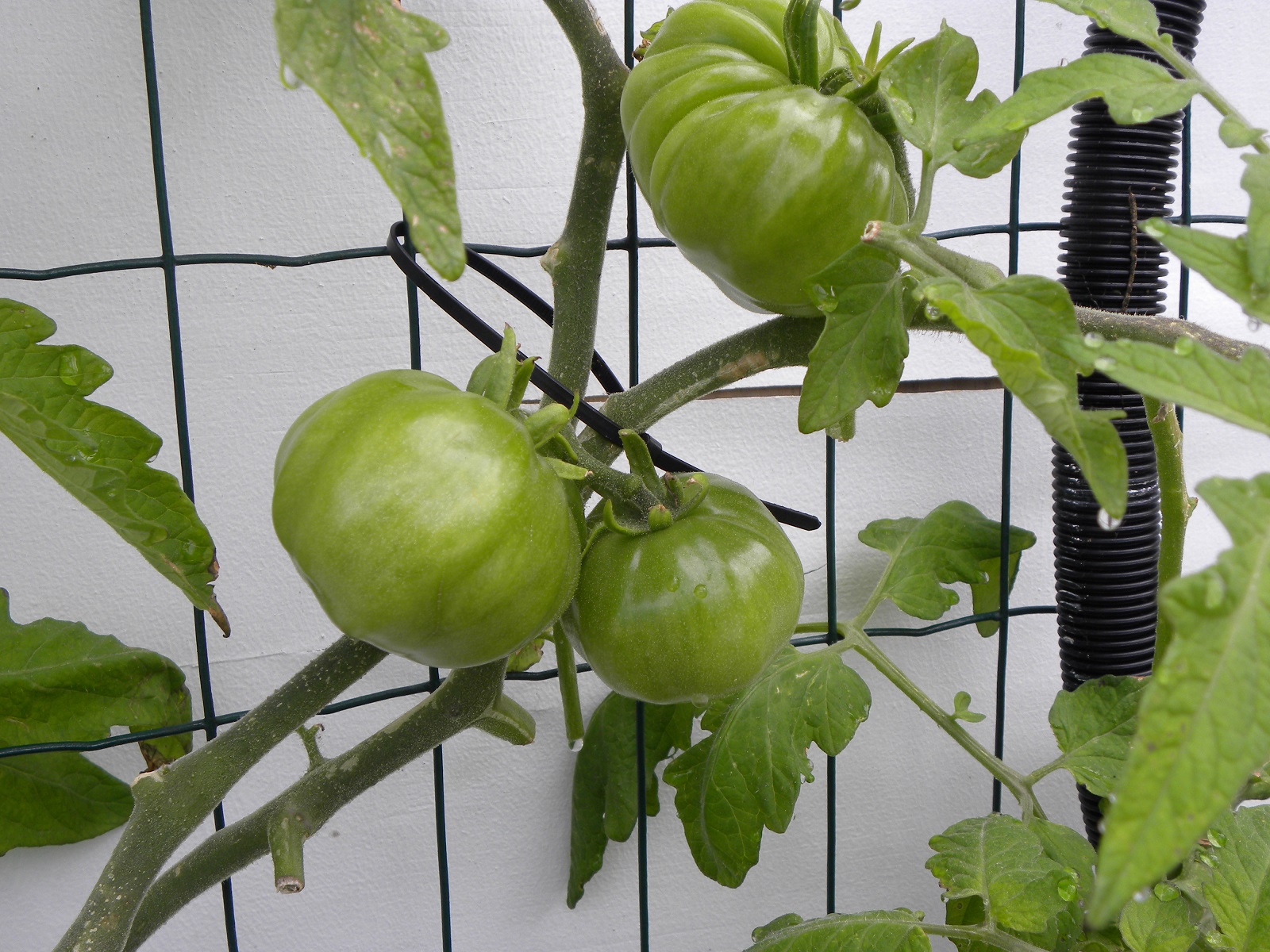 Healthy Tomatoes