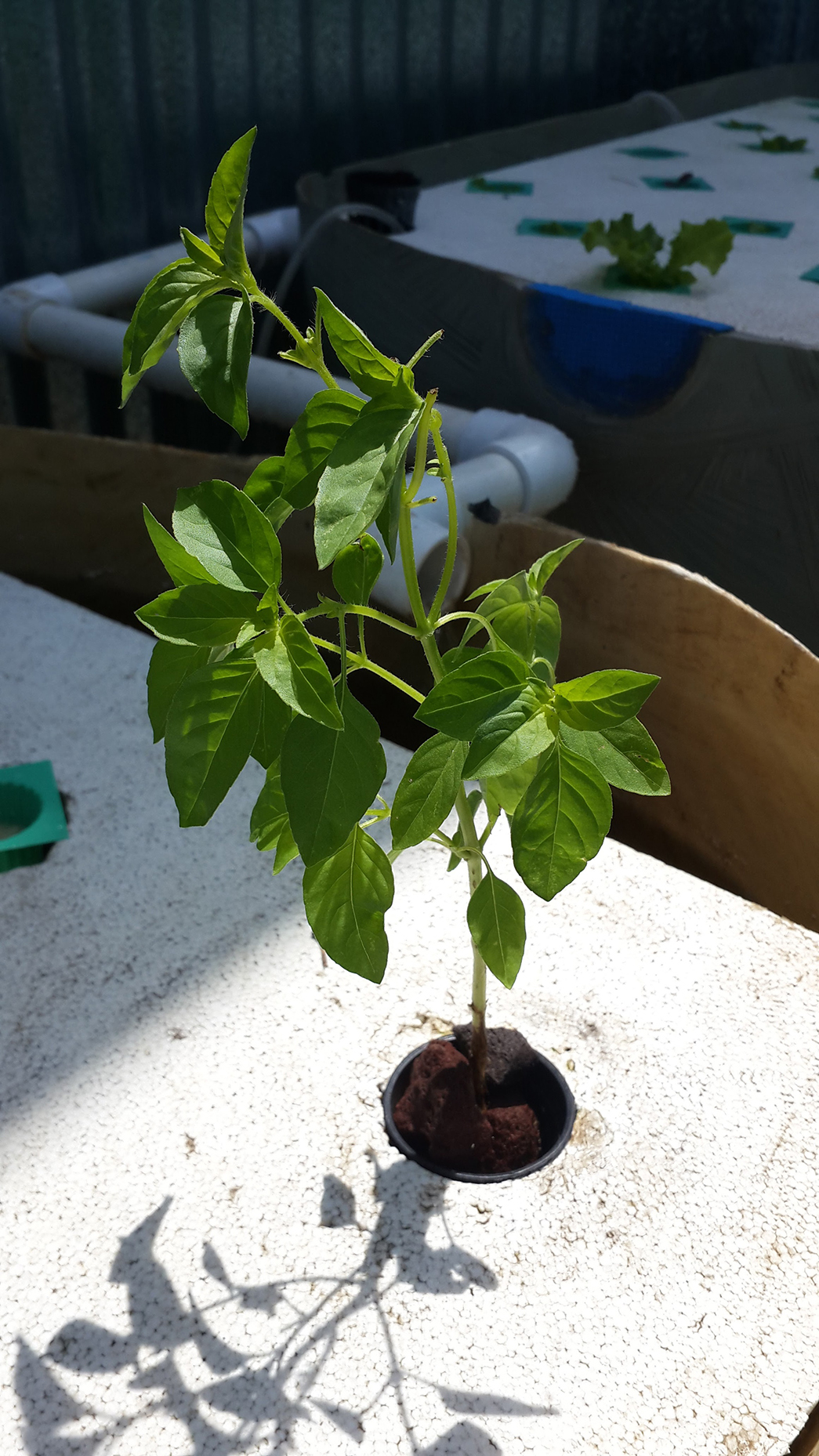 Lemon basil