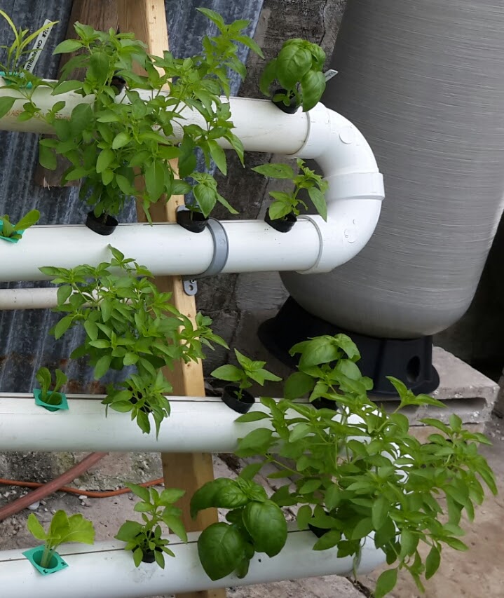 Taking an Aquaponics Master Class® at Nelson & Pade, Inc.